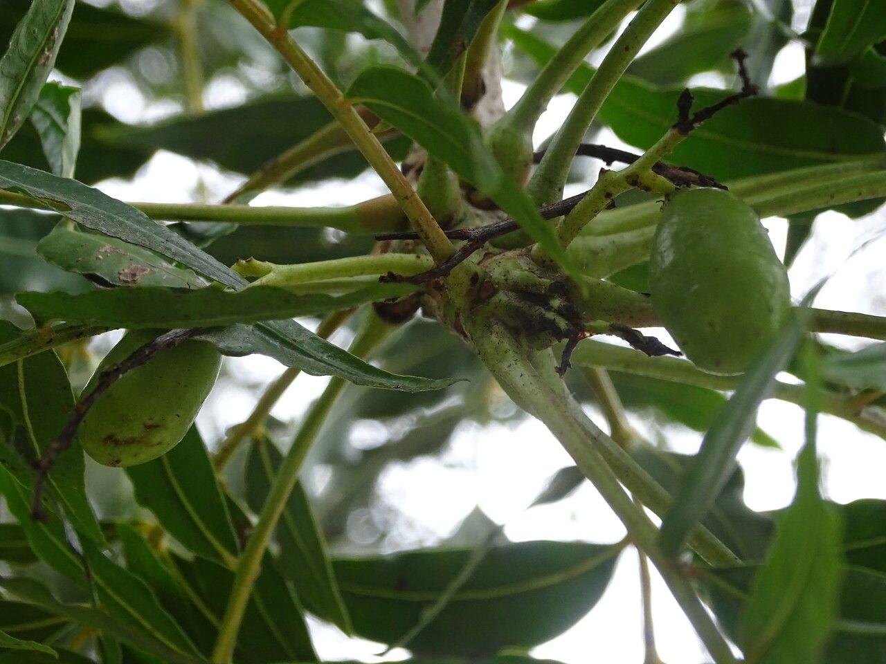 Harpephyllum caffrum fruit
