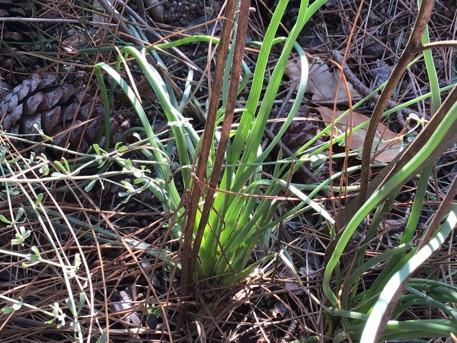 Asphodelus ayardii — related species from the same genus
