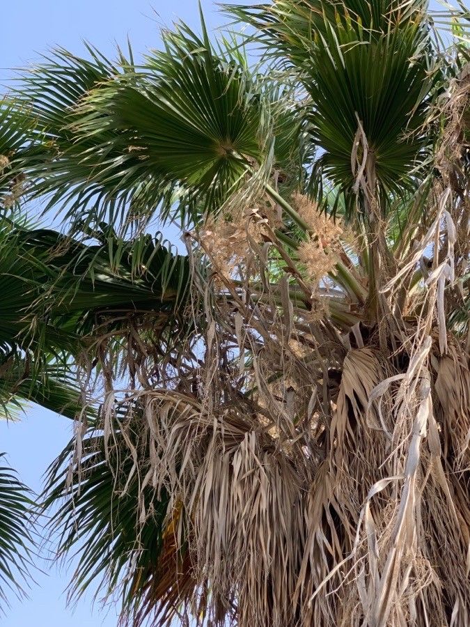 Washingtonia filifera flower