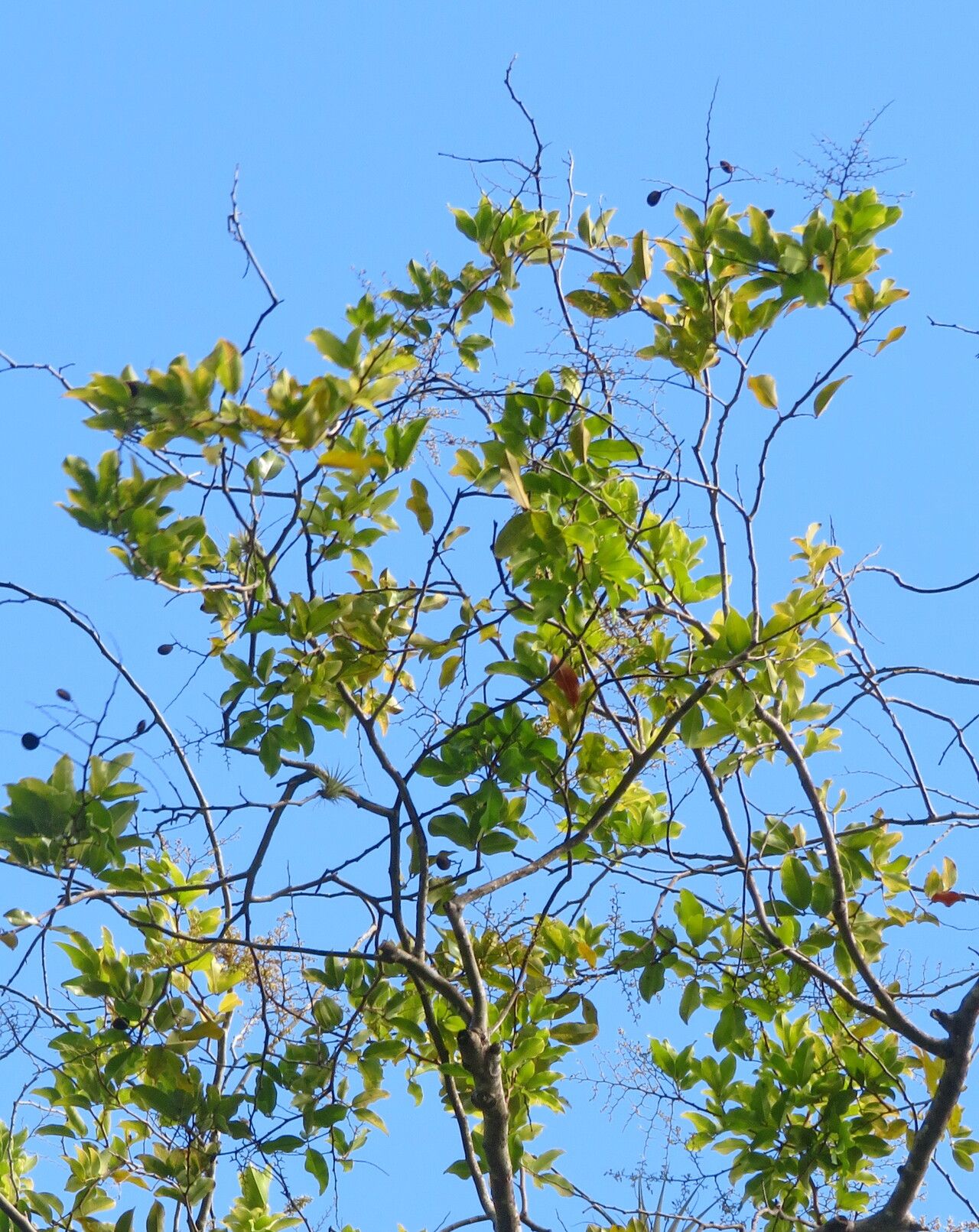 Dialium ovoideum leaf