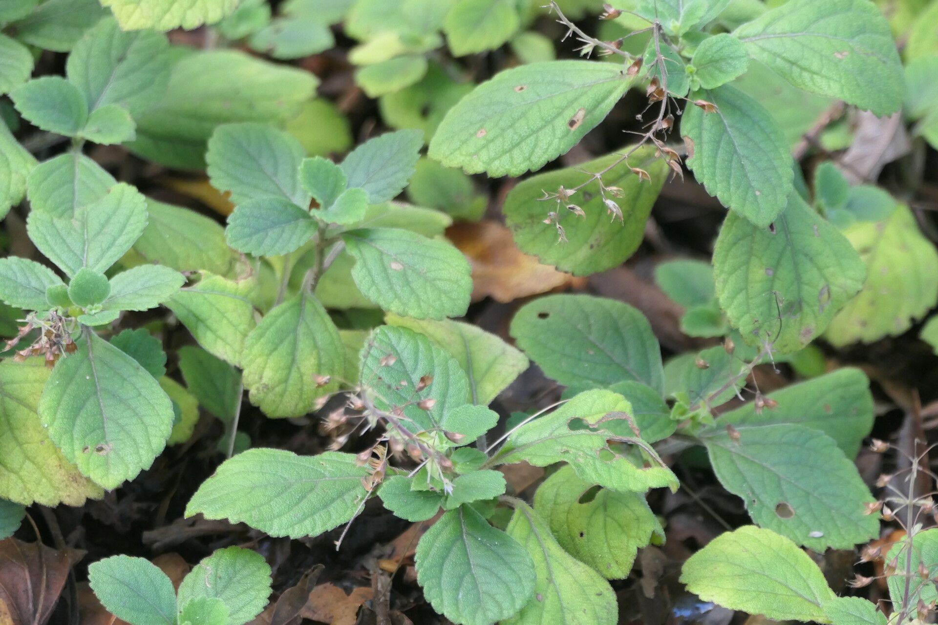 Plectranthus malvinus — search result for 'Plectranthus'