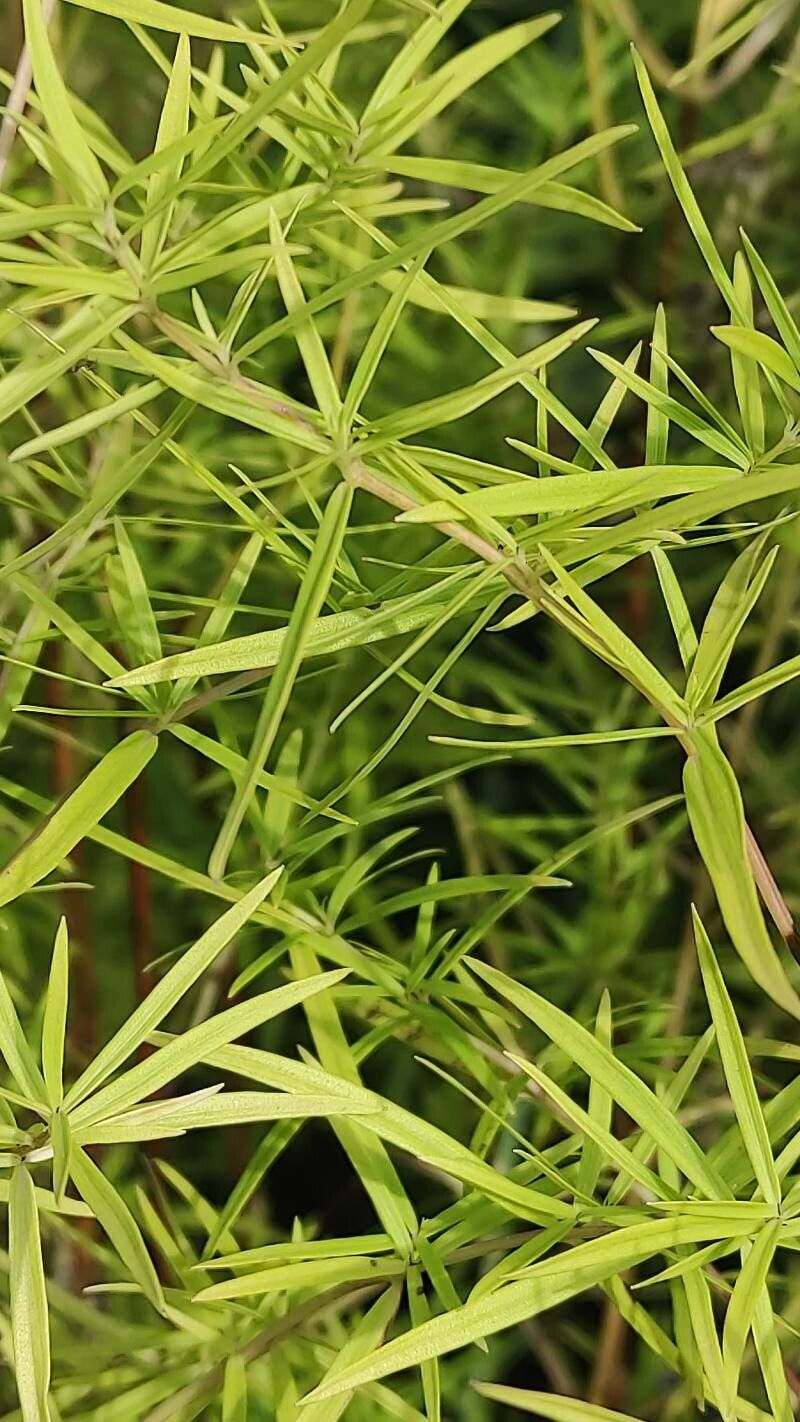 Pycnanthemum tenuifolium leaf