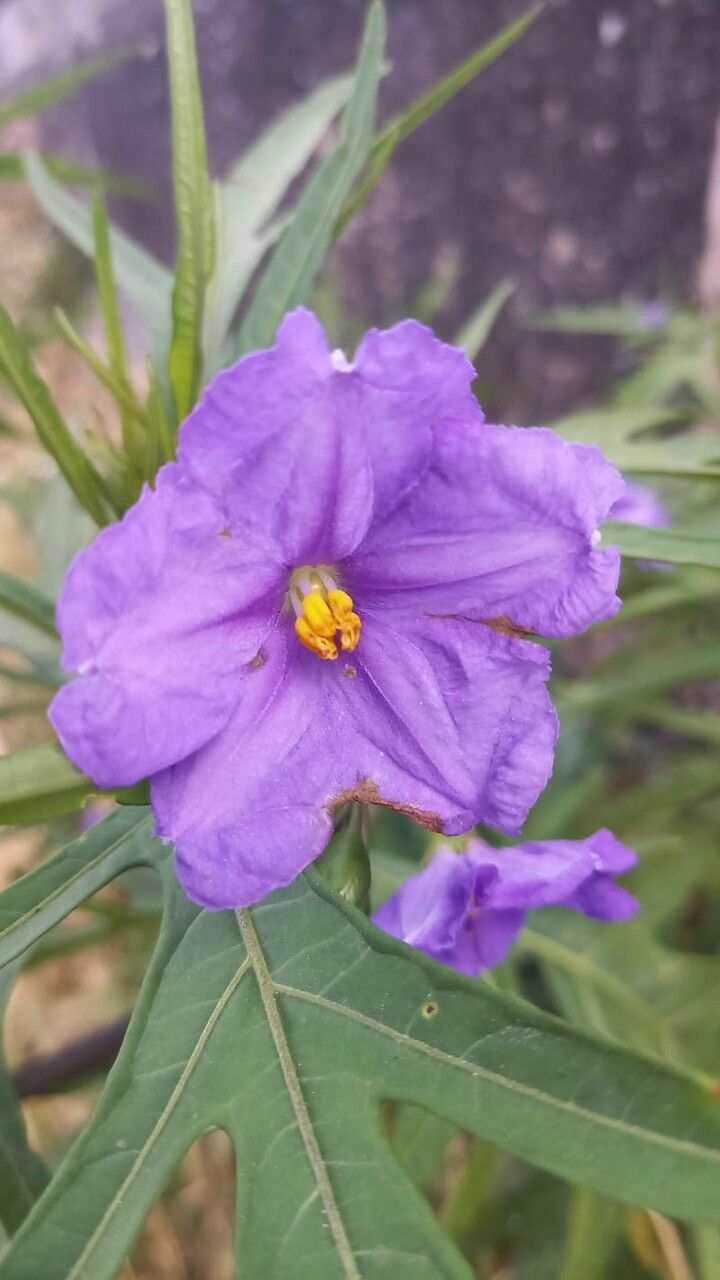Solanum nudum flower