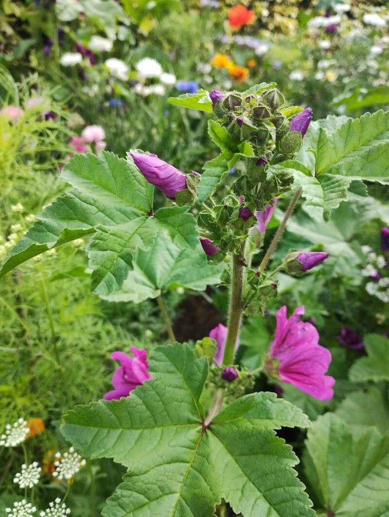 Lavatera phoenicea flower
