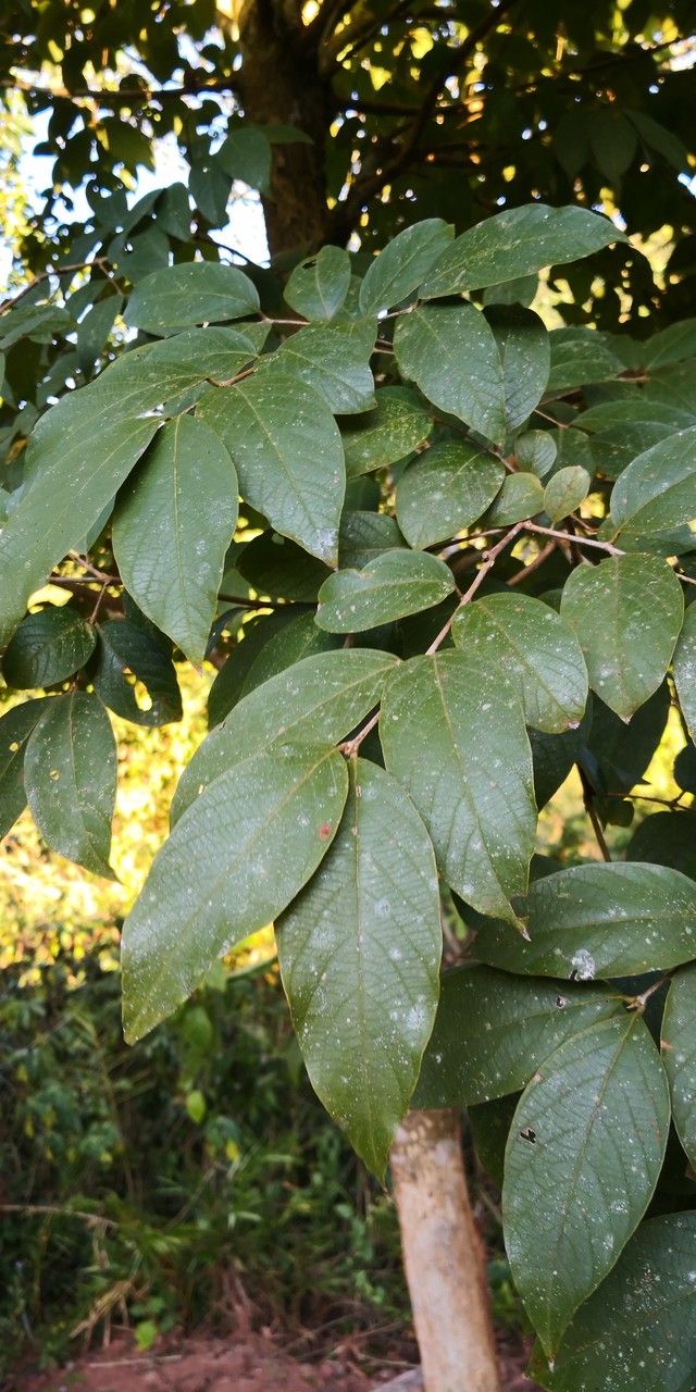 Lagerstroemia tomentosa — search result for 'Laos'