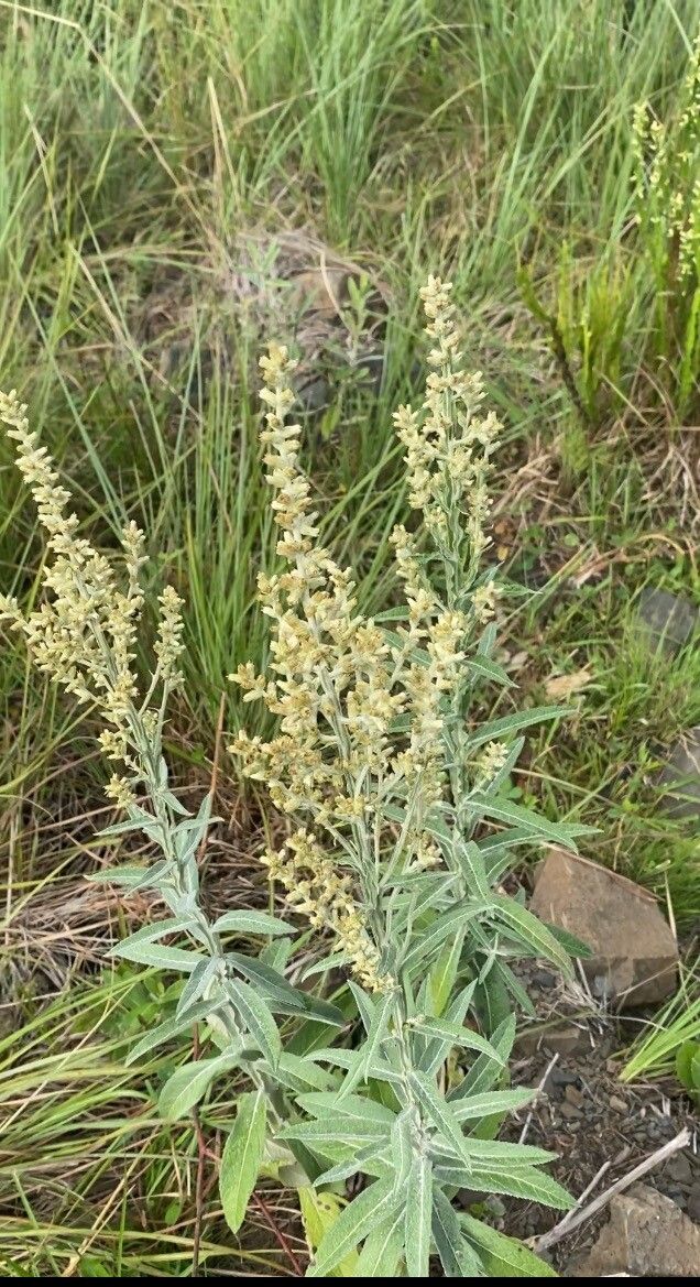 Pterocaulon balansae — related species from the same genus