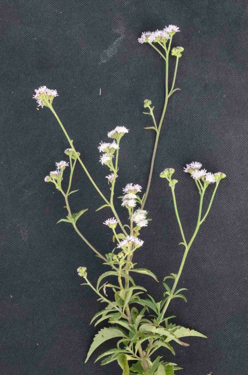 Ageratum fastigiatum flower