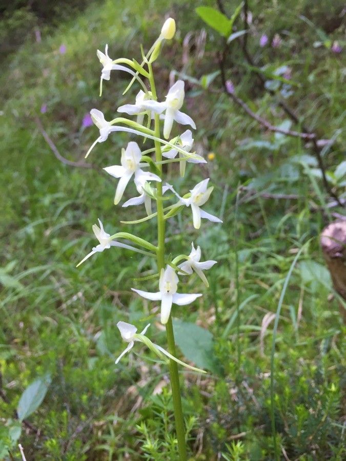 Platanthera bifolia flower