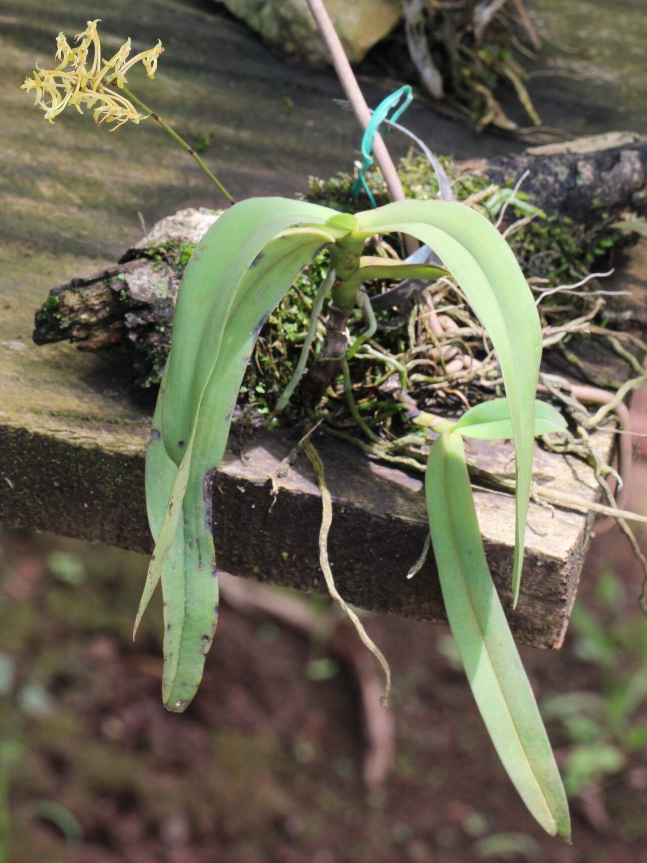 Angraecopsis parviflora habit