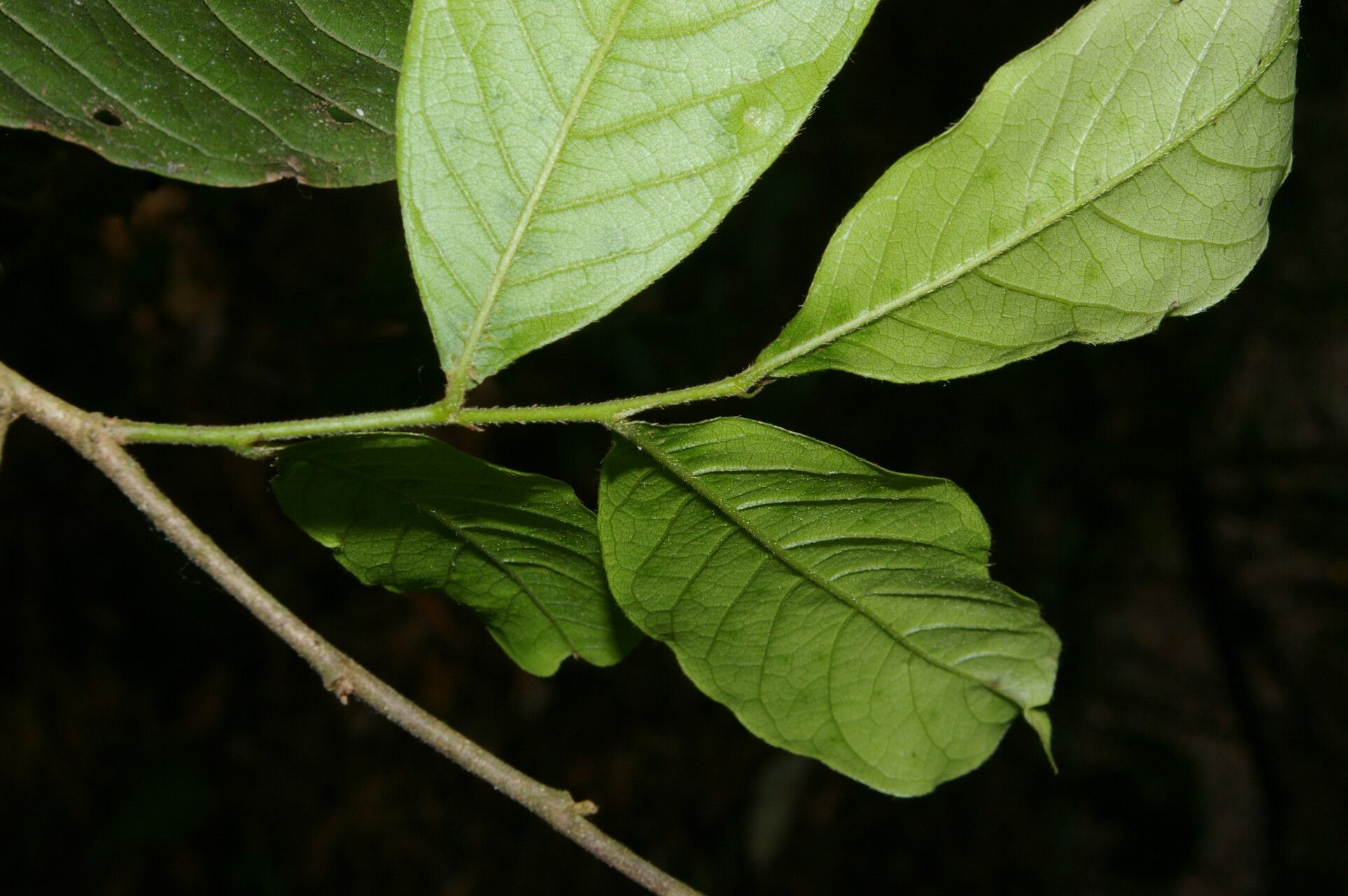 Hirtella tubiflora leaf