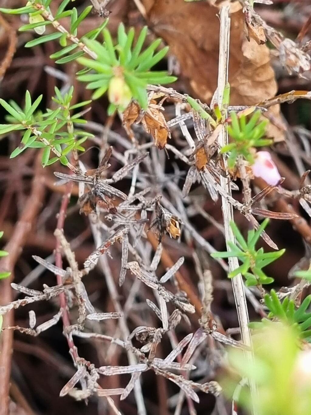 Erica × darleyensis bark