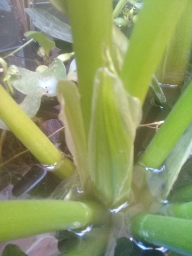 Eichhornia paniculata habit