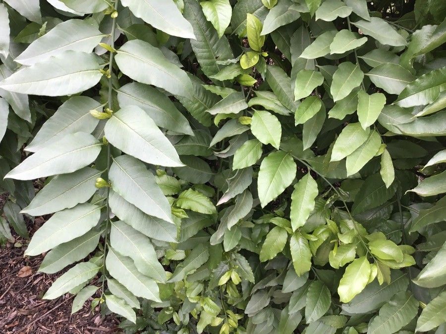 Bosea yervamora — related species from the same genus