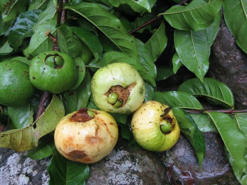 Psidium acidum