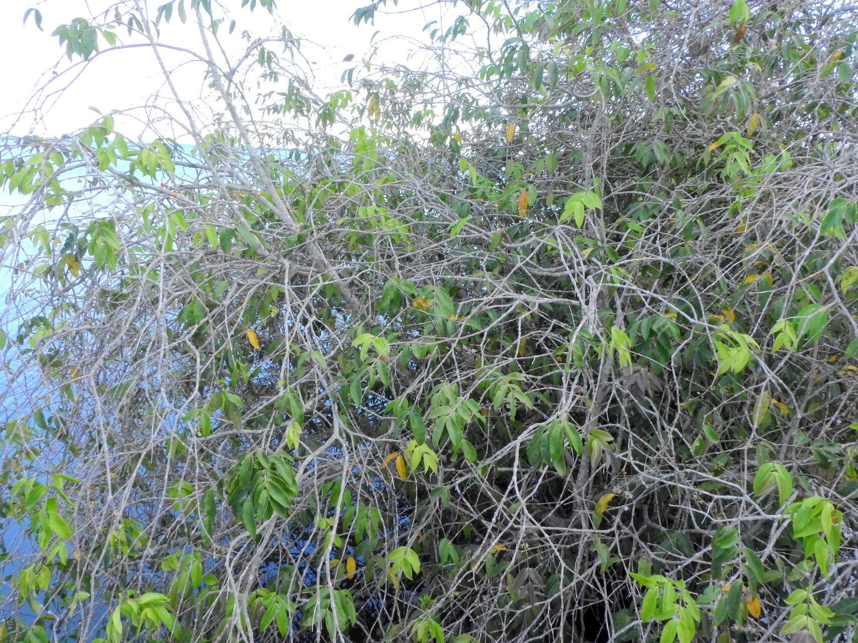 Mouriri apiranga habit