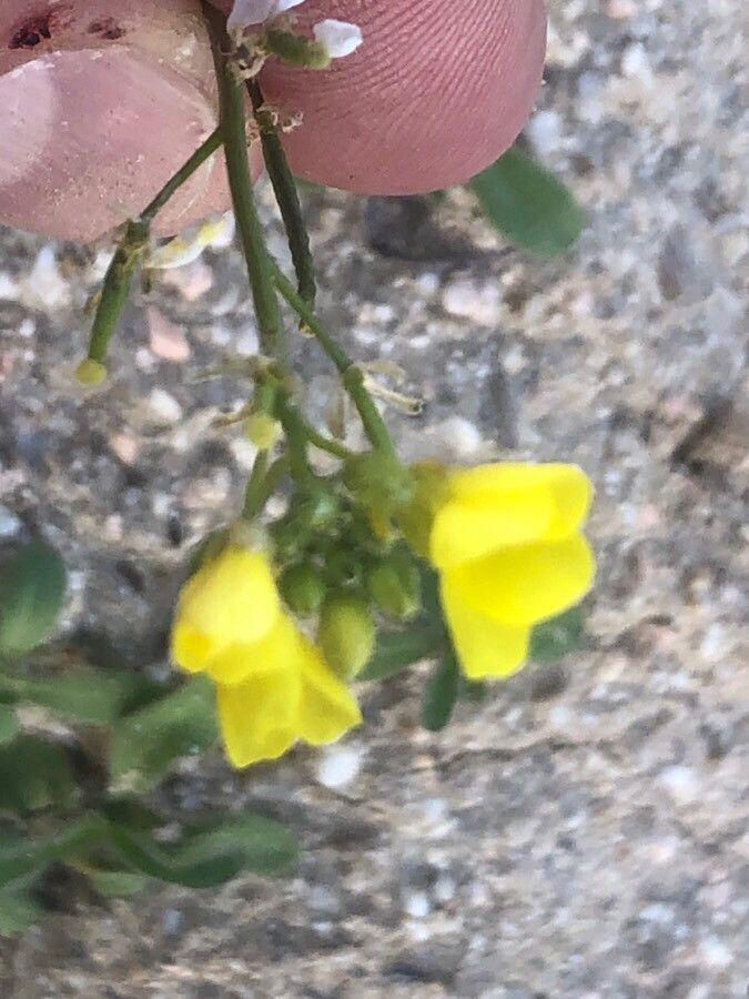 Diplotaxis virgata flower
