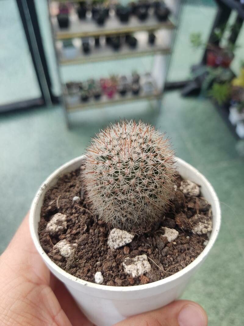 Mammillaria zeilmanniana bark