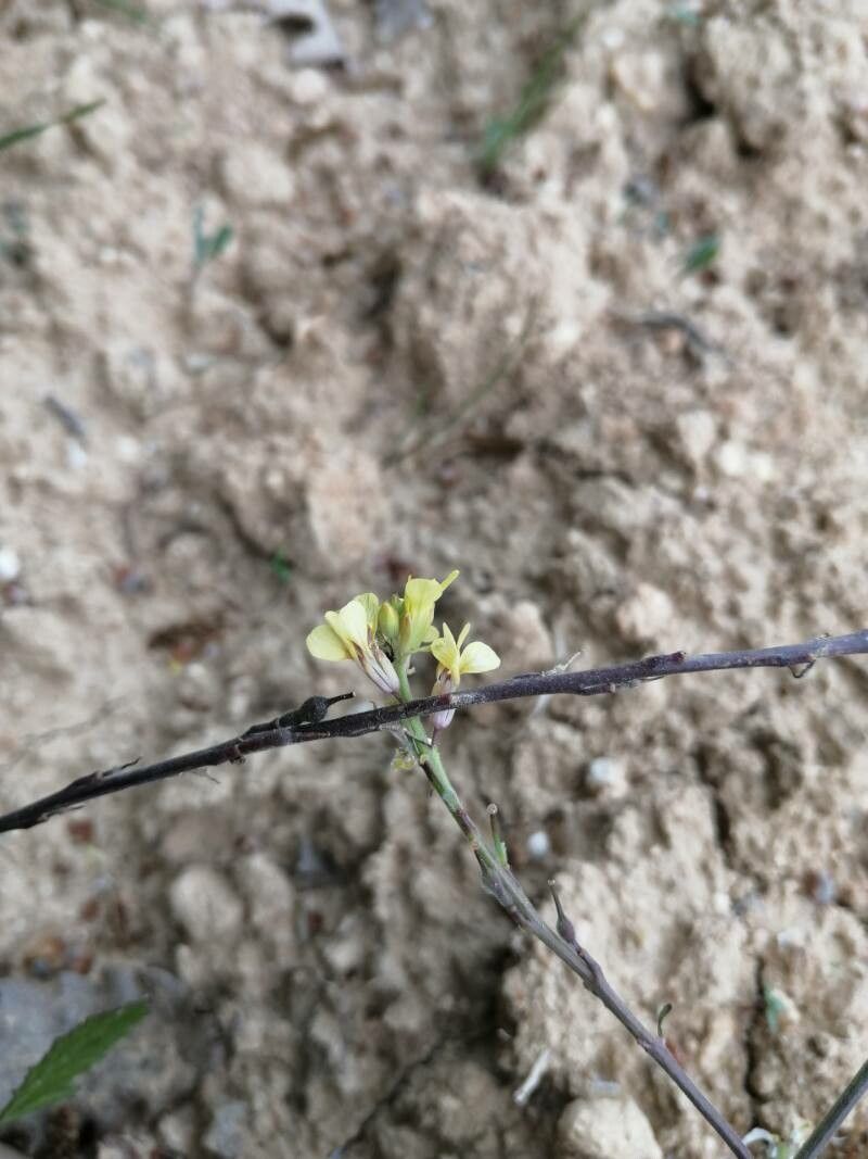Rapistrum rugosum fruit