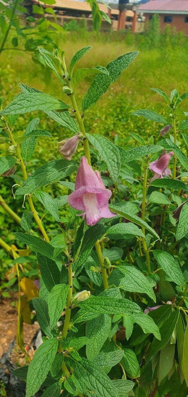 Sesamum radiatum flower