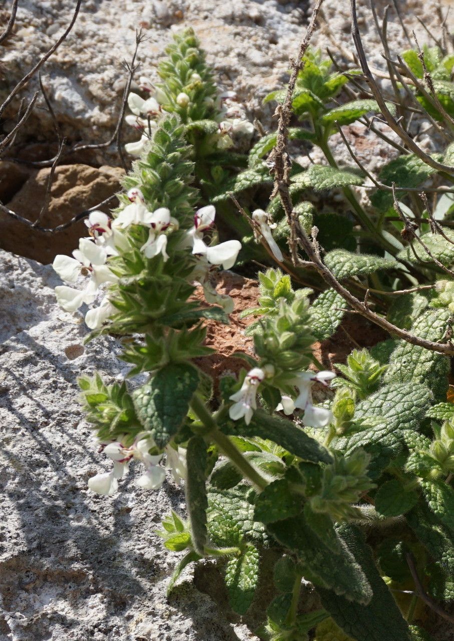 Stachys canescens — search result for 'Stachys'
