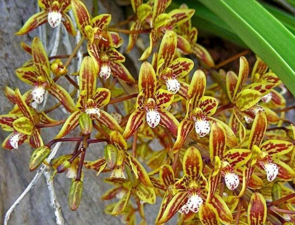 Cymbidium canaliculatum — related species from the same genus