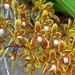 Cymbidium canaliculatum