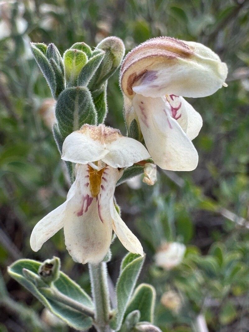 Justicia ruwenzoriensis flower