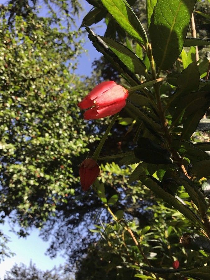 Crinodendron hookerianum flower