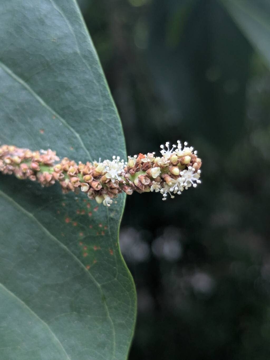 Coccoloba obtusifolia flower