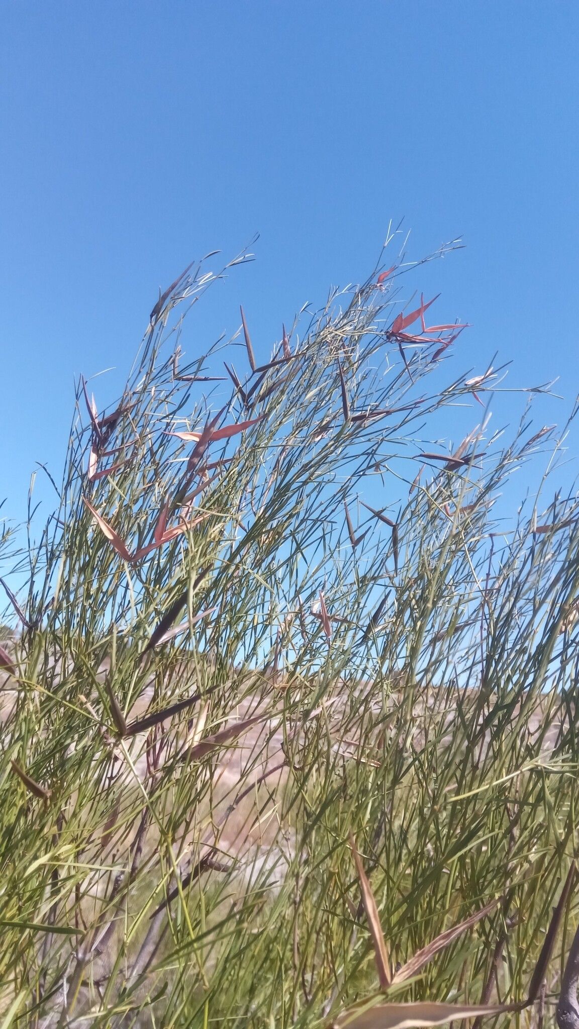 Secamone sparsiflora — houseplant care guide