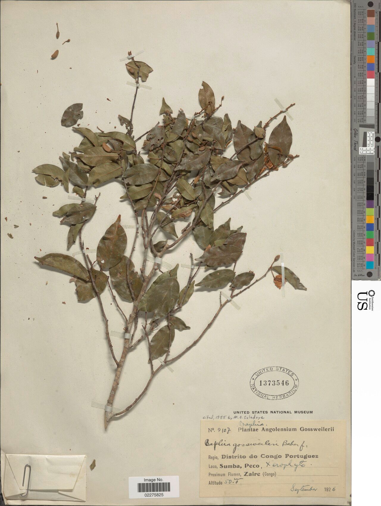 Baphia gossweileri — houseplant care guide