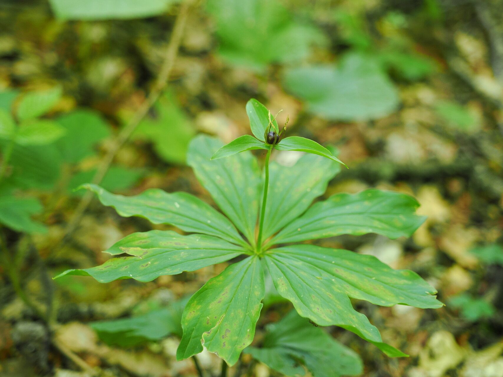 Paris incompleta fruit