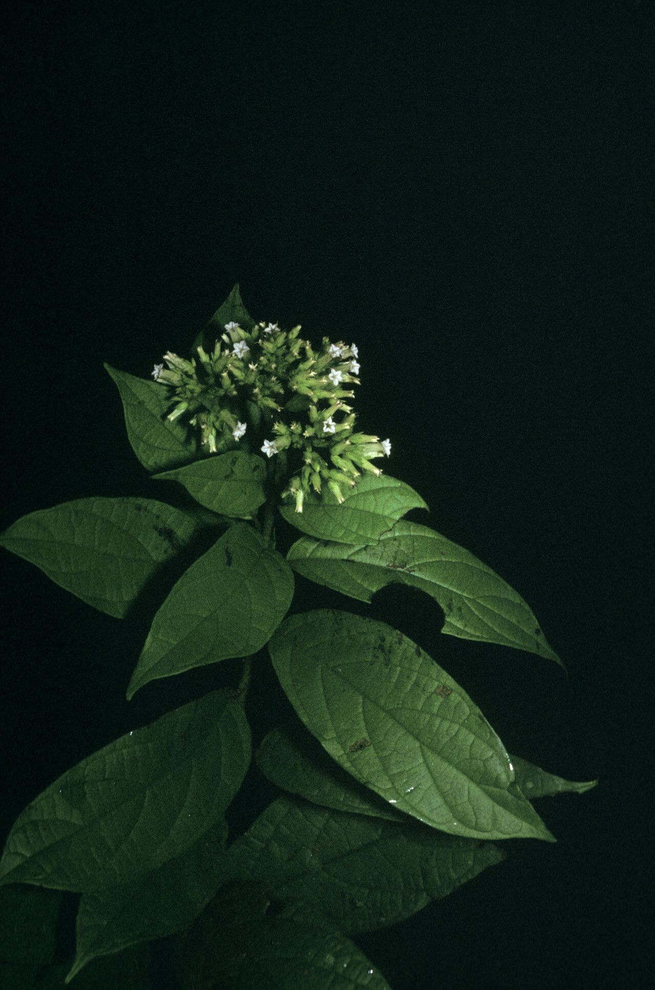 Heliotropium melanochaeta habit