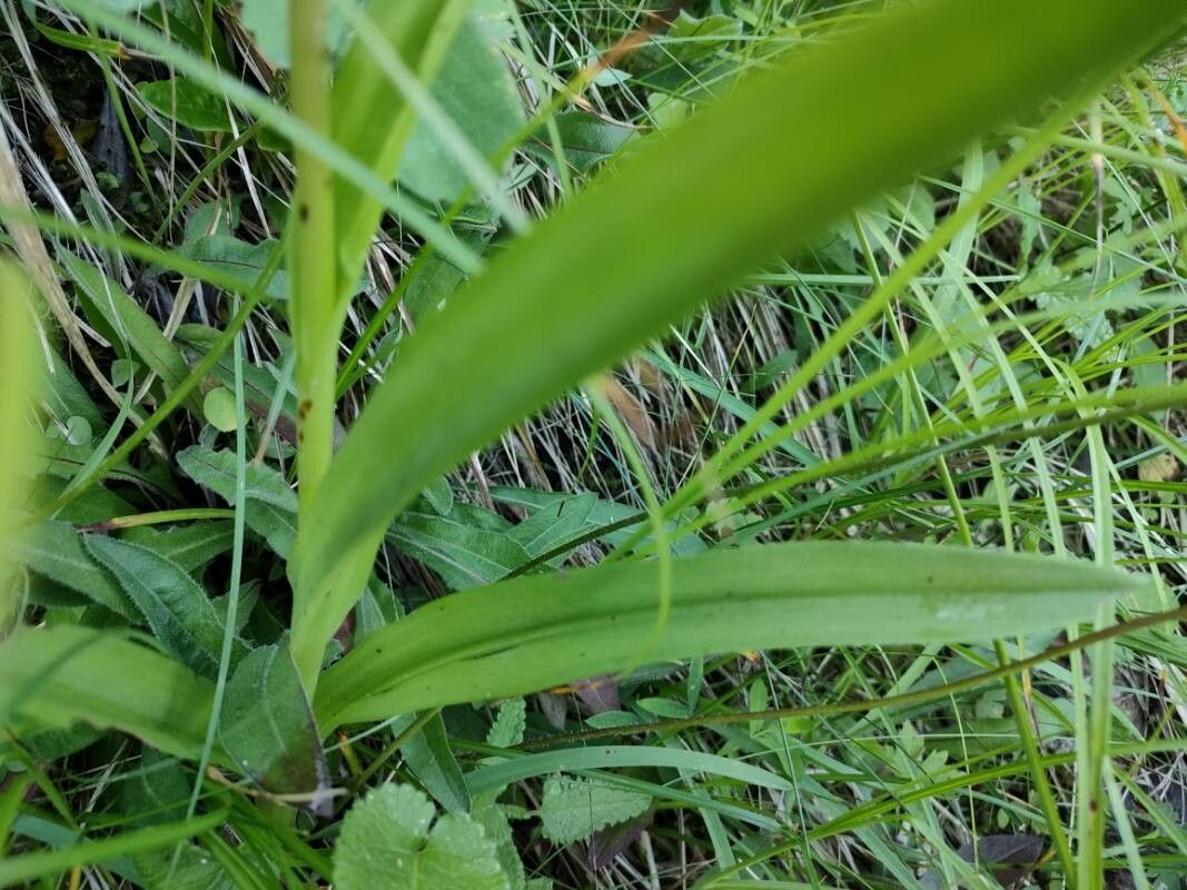 Dactylorhiza elata — search result for 'Tunisia'