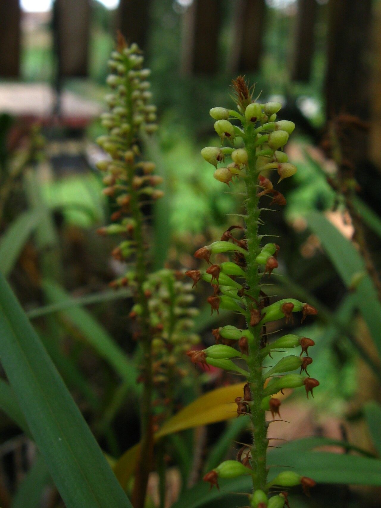 Polystachya stuhlmannii fruit