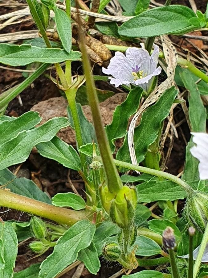 Monsonia angustifolia — search result for 'Botswana'