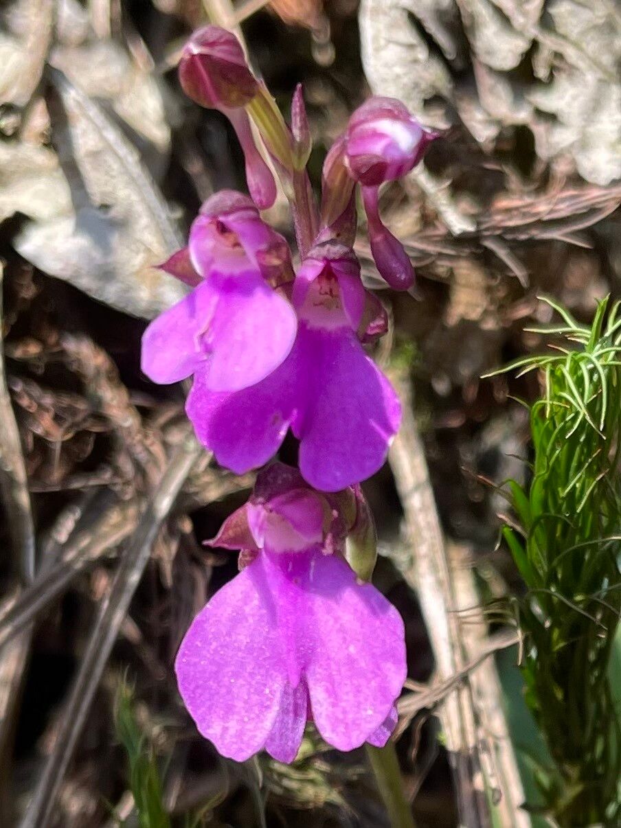 Cynorkis symoensii — houseplant care guide