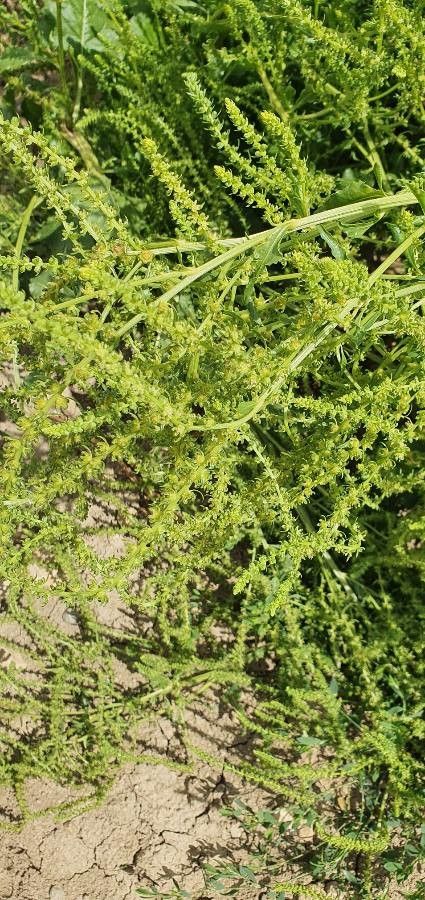 Amaranthus albus fruit