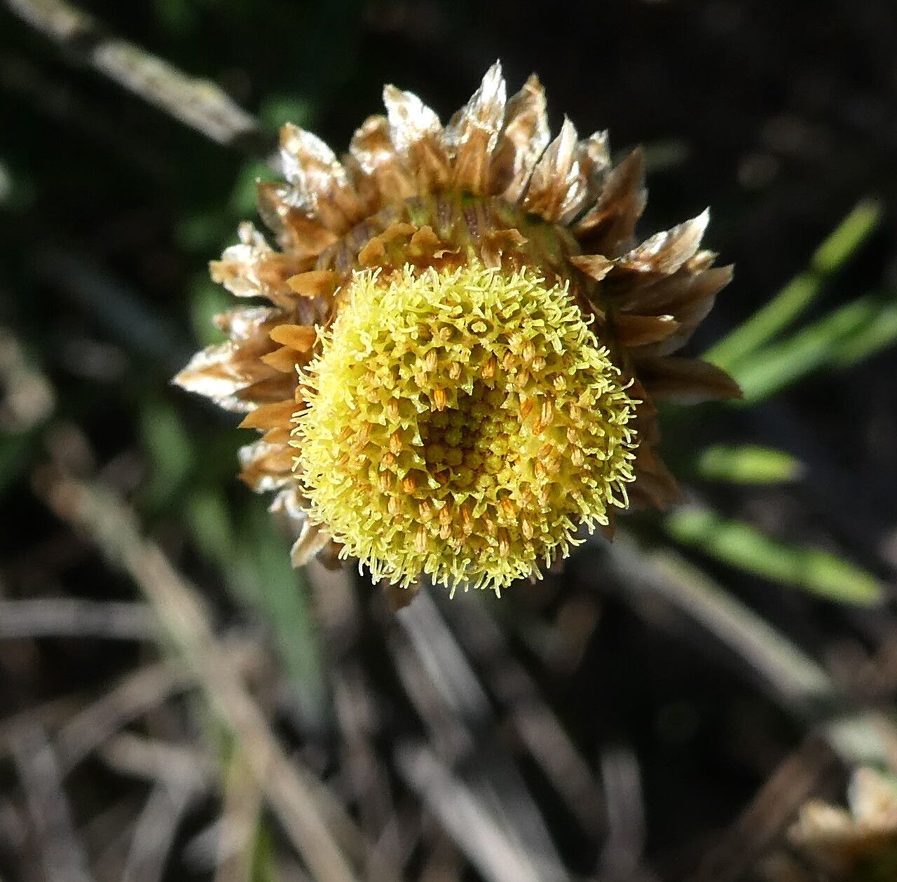 Phagnalon saxatile flower