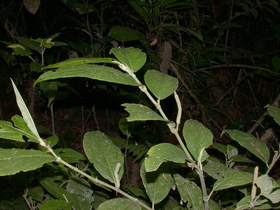 Piper zhorquinense other