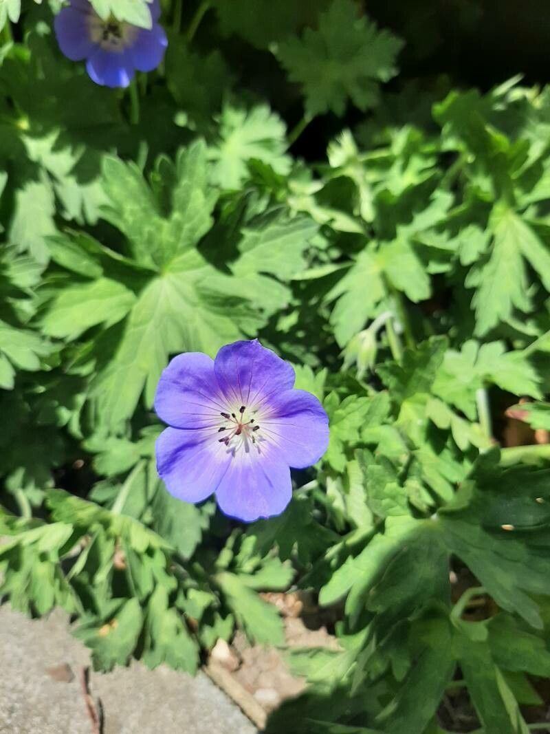Geranium x hybridum flower