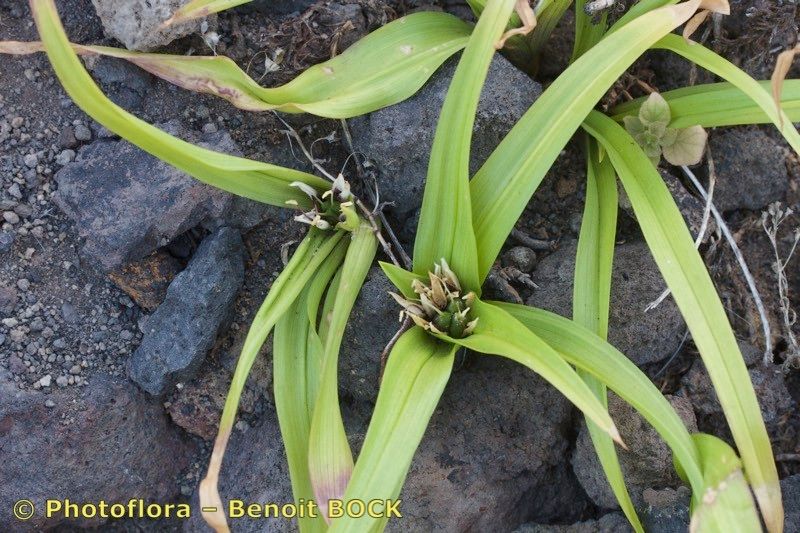 Colchicum hierrense other