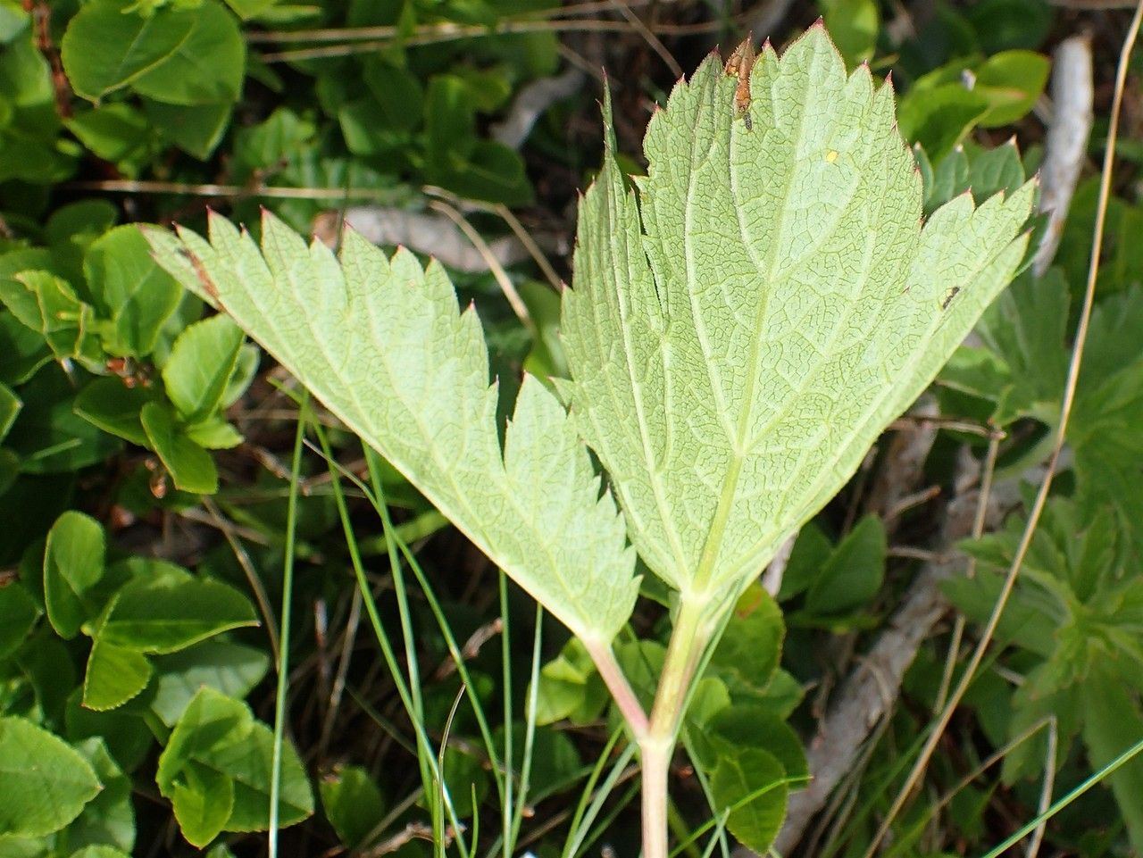 Peucedanum ostruthium — search result for 'Central and southern Europe'