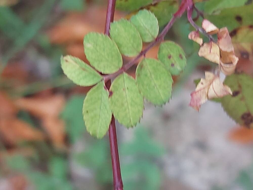 Rosa willmottiae — houseplant care guide