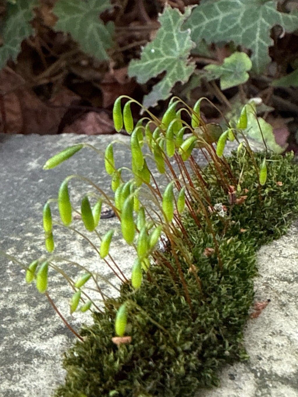 Leavenworthia uniflora — search result for 'Kentucky'