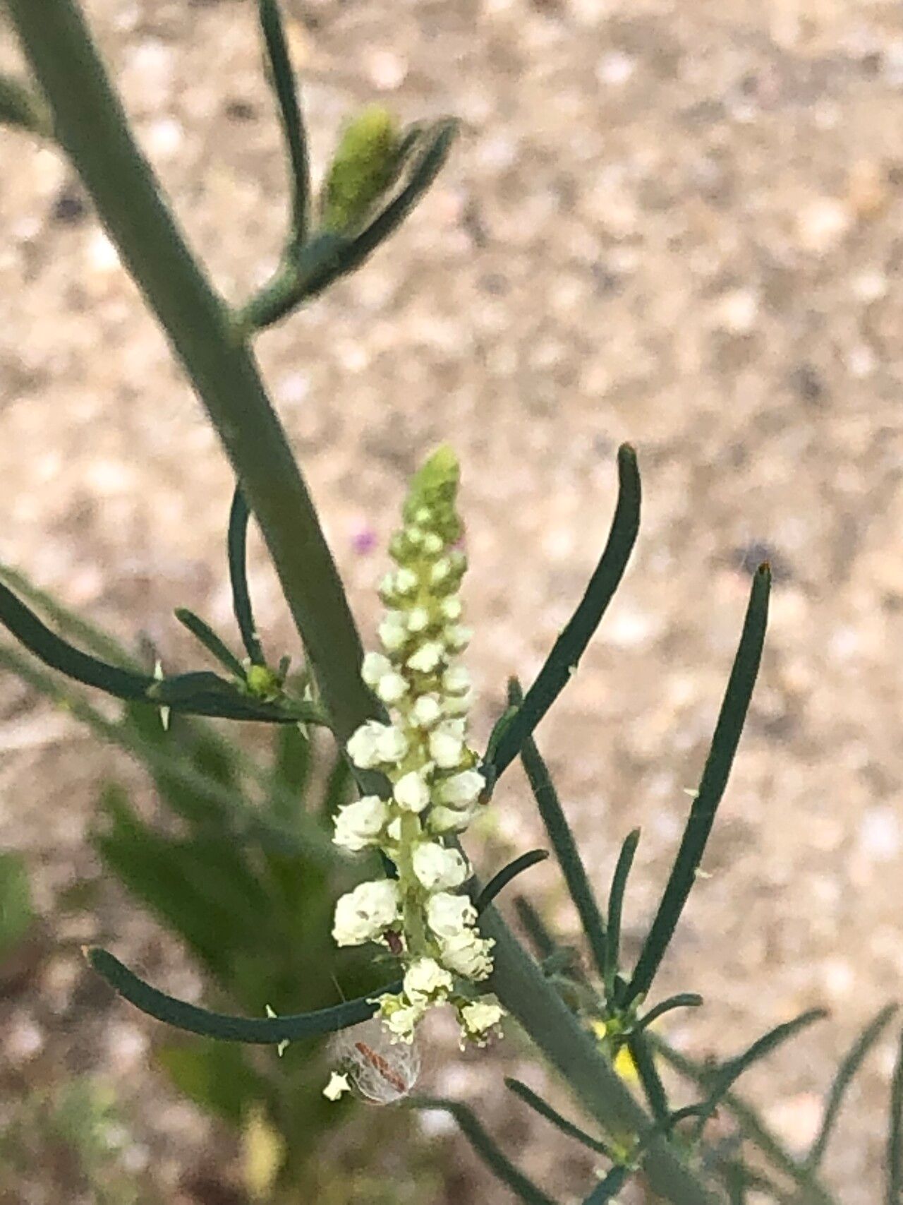 Reseda virgata — search result for 'Reseda'