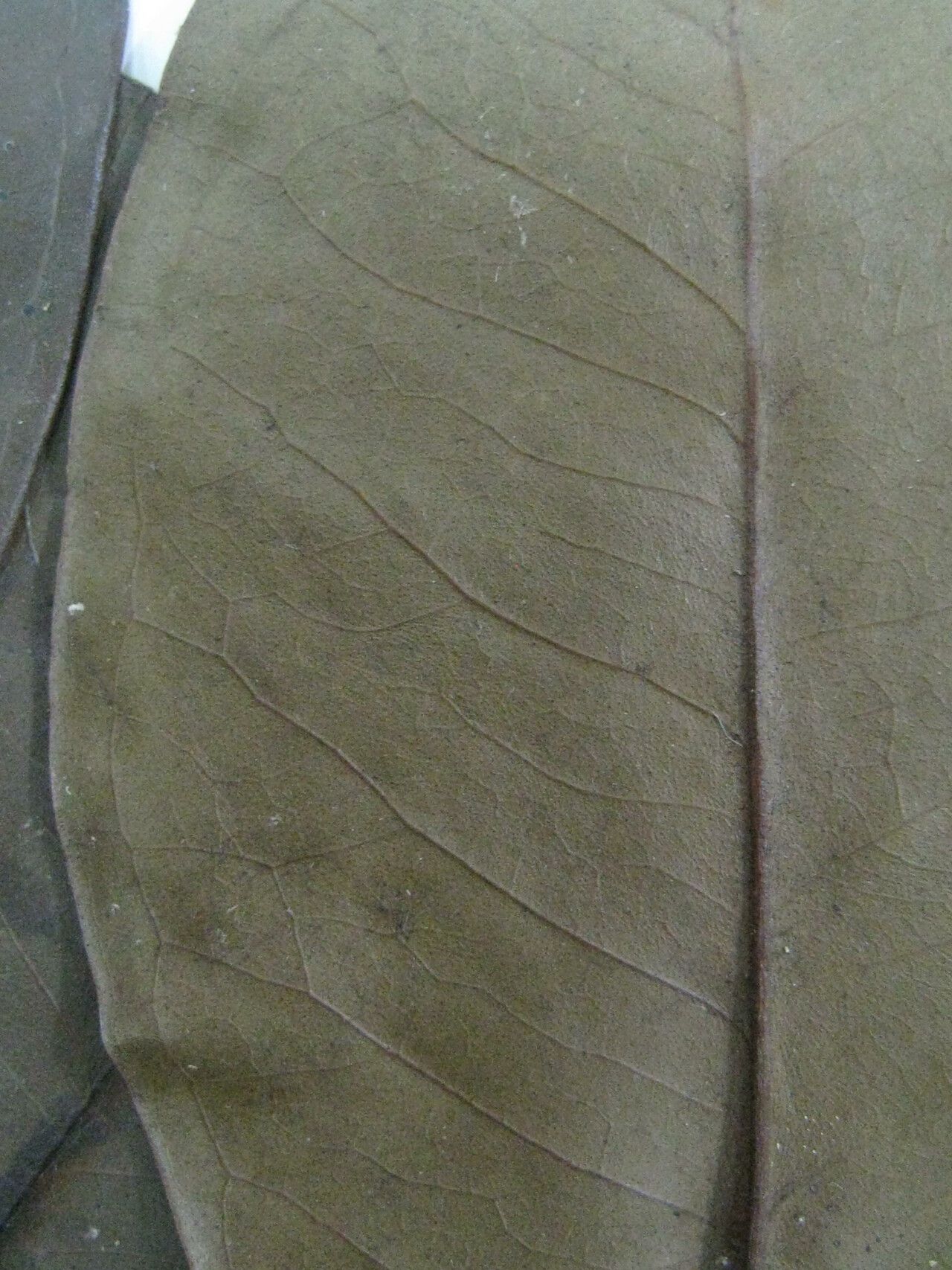 Eugenia stictopetala other