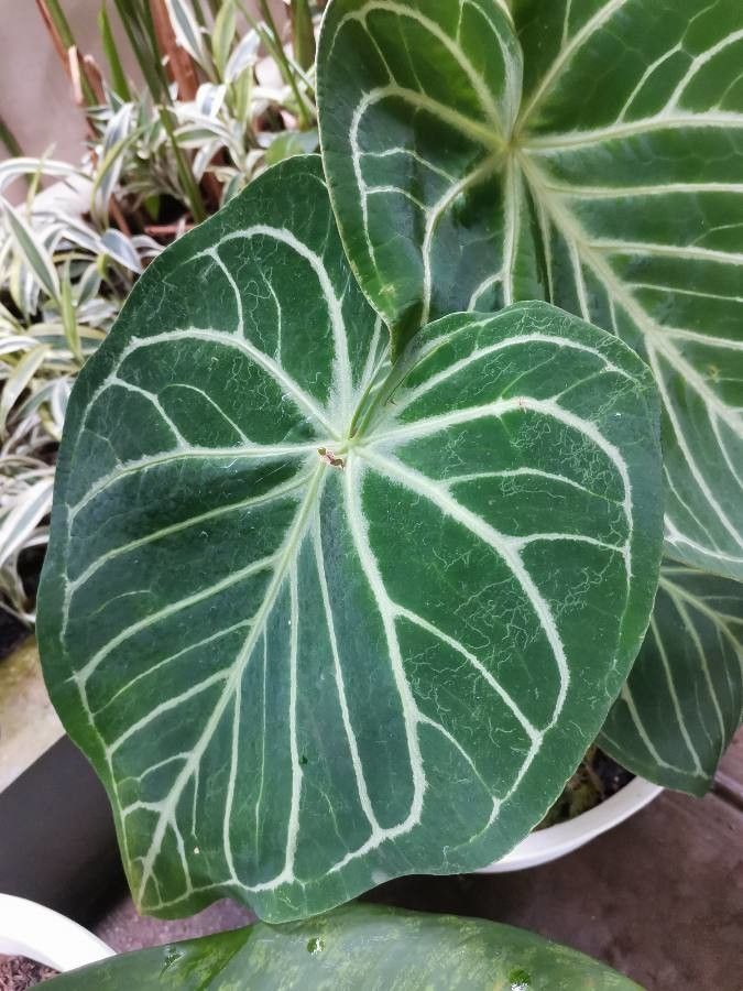 Anthurium crystallinum leaf