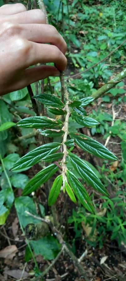 Columnea querceti — search result for 'Gesneriaceae'