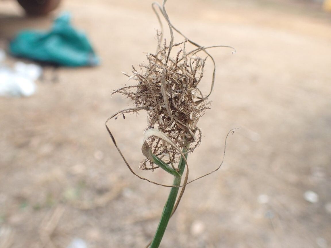 Cyperus smithianus other